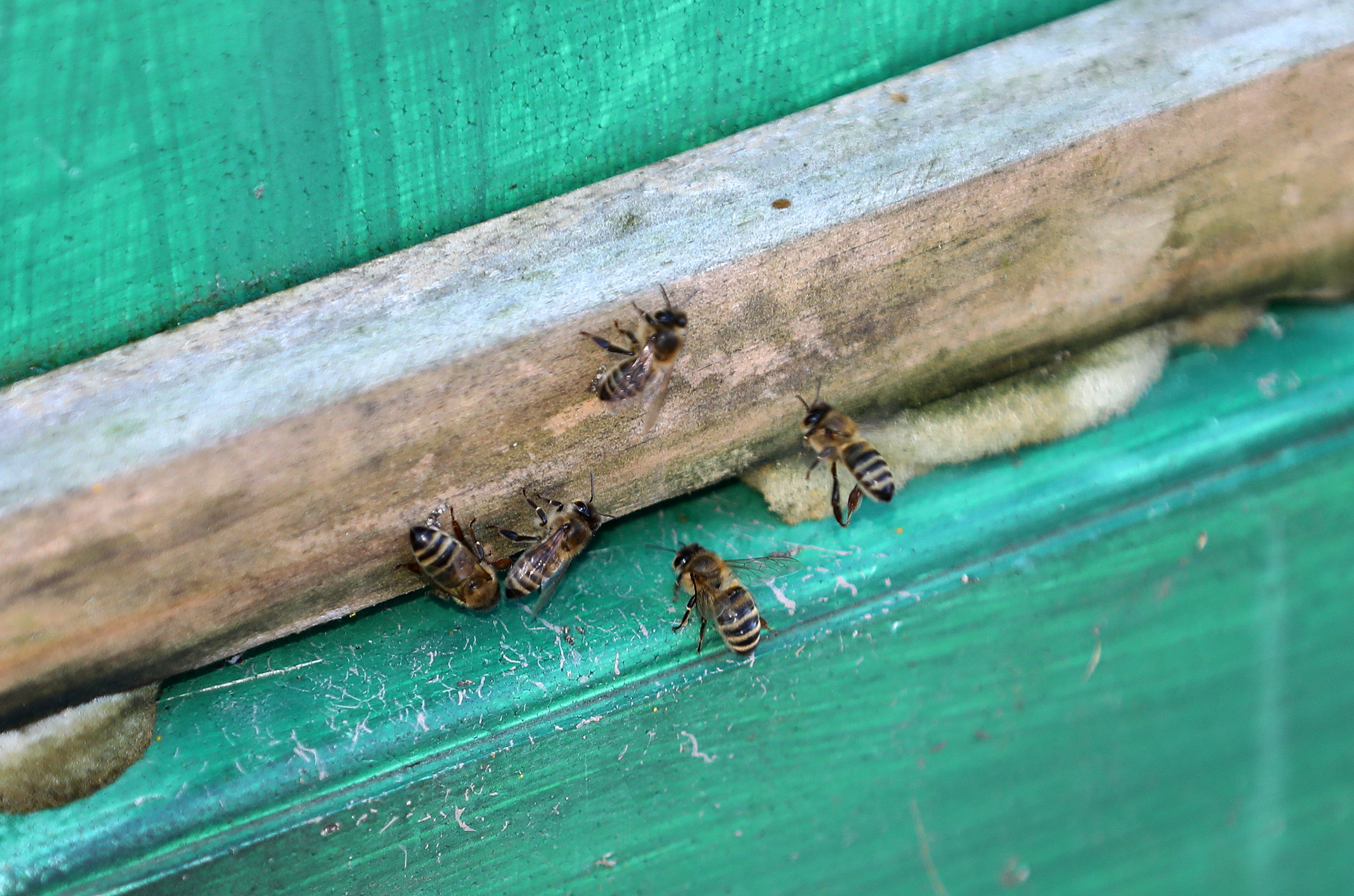 Bienenvolk im Gemeinschaftsgarten Ellener Hof